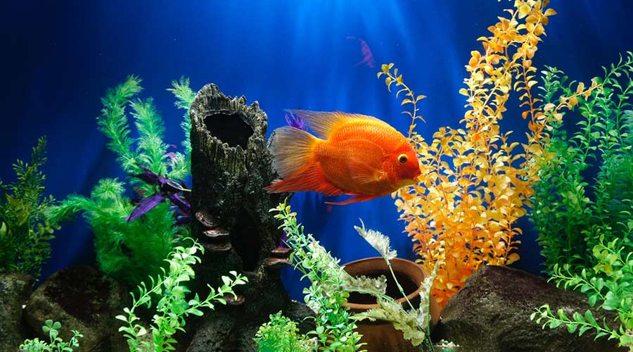 Aquarium Tolle Aquarium Einrichtung